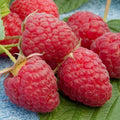 Heritage Raspberry Seeds – 25+ Rubus idaeus Award-Winning Berry Seeds for Twice-Yearly Harvests, Easy to Grow
