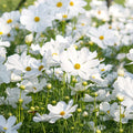 Cosmos Seeds - 200+ Count - Cosmos bipinnatus Garden Planting - Bright Flowers for Borders & Containers