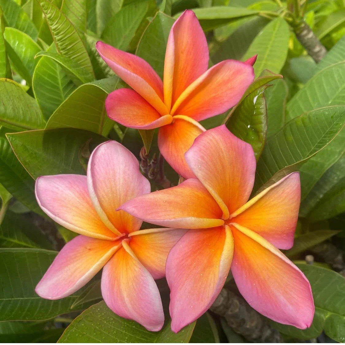 Rooted Plumeria Cutting 14" Gladys KT Brandt - Tropical Flowering Plant