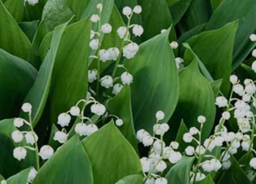 Lily-of-the-Valley Bareroot Plants - May Bells, Fragrant Perennial Ground Cover, Convallaria majalis, Shade Garden, 5 Pack