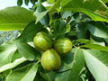 Butternut Tree Seeds 5 Pack Juglans cinerea Exotic Fruit Tree for Planting