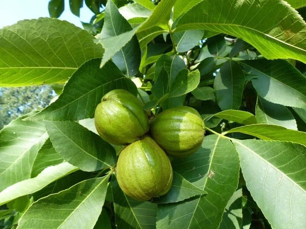 Butternut Tree Seeds 5 Pack Juglans cinerea Exotic Fruit Tree for Planting