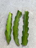 American Beauty Dragon Fruit Cuttings 8 Inch Hylocereus undatus Self-Pollinating Exotic Fruit Plant
