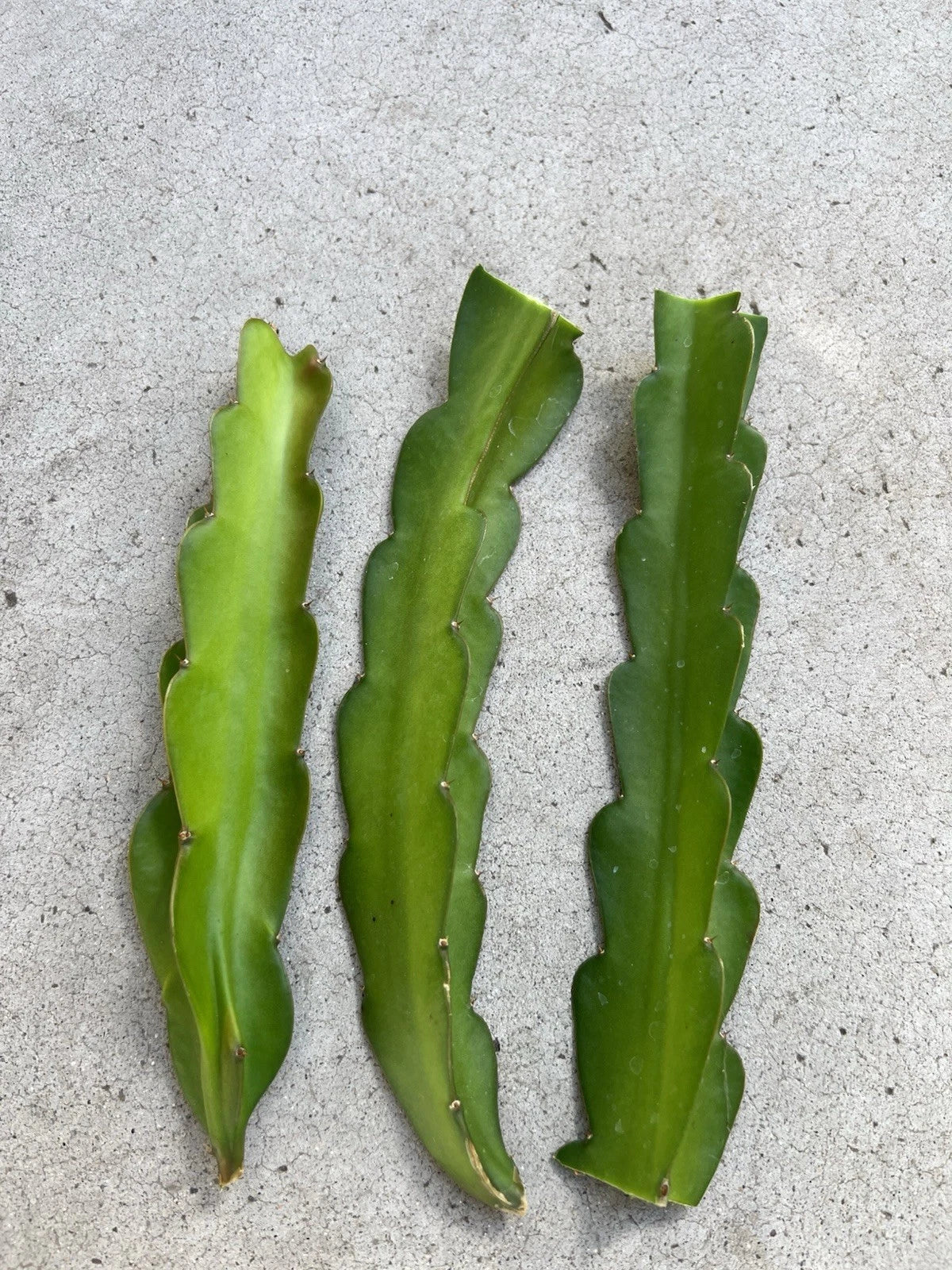 American Beauty Dragon Fruit Cuttings 8 Inch Hylocereus undatus Self-Pollinating Exotic Fruit Plant
