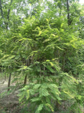 Acacia Senegalia Seeds – Black Cutch Tree, Catechu Variety, Fast-Growing Landscape Tree, 30 Seeds for Planting