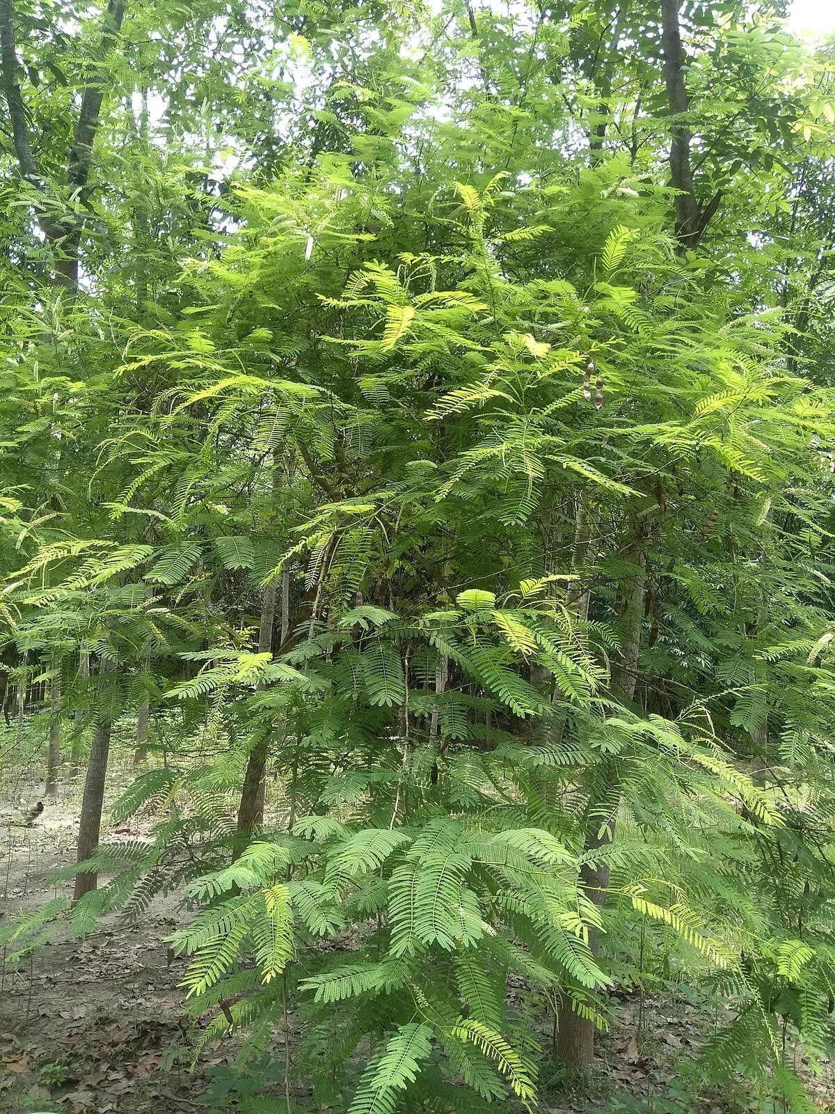 Acacia Senegalia Seeds – Black Cutch Tree, Catechu Variety, Fast-Growing Landscape Tree, 30 Seeds for Planting