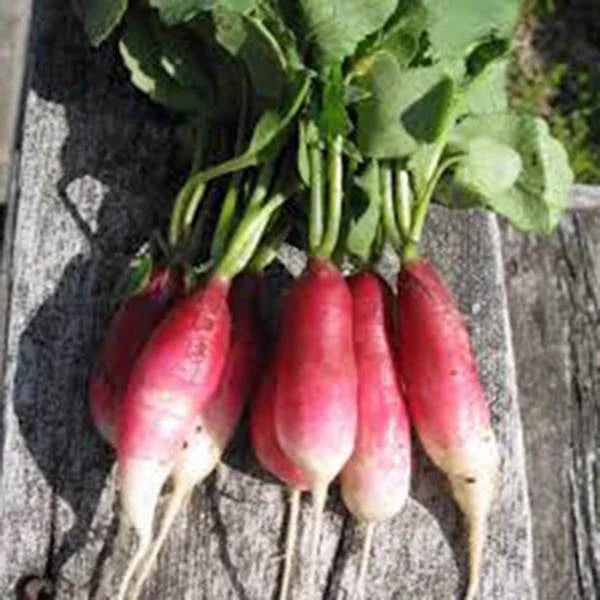 French Breakfast Radish Seeds, Heirloom Non-GMO, 500 Seeds, Raphanus sativus, Crisp & Flavorful Radishes for Salad & Garnish