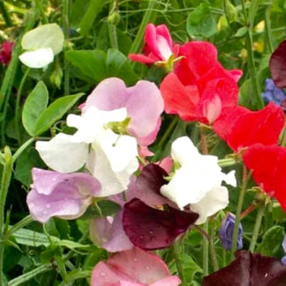 Royal Mix Sweet Pea Seeds, Heirloom, Fragrant Climbing Vine, Lathyrus odoratus, Non-GMO Garden Seeds, 20 Seeds