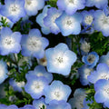 Nemophila Seeds - Baby Blue Eyes Wildflower Annual - 200+ Seeds - Blue Flowers - Nemophila Menziesii - Easy to Grow