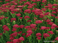 Yarrow Vintage Red Perennial Starter Plants, Achillea millefolium, Edible Flowers, Drought-Tolerant, Full Sun, Set of 2