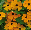 Black Eyed Susan Vine Seeds - 50+ Annual Climbing Flower, Thunbergia alata, Bright Orange and Yellow