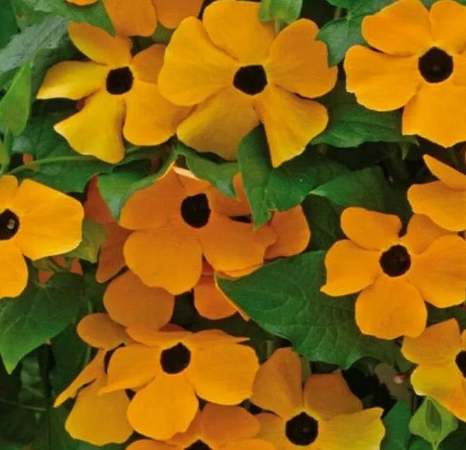 Black Eyed Susan Vine Seeds - 50+ Annual Climbing Flower, Thunbergia alata, Bright Orange and Yellow