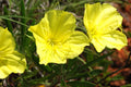 125 Seeds Ozark Sundrop Primrose - Yellow Flowers, Oenothera macrocarpa, Perennial, Drought-Tolerant, Full Sun, Naturalized Garden