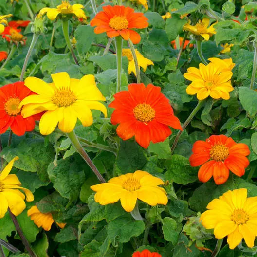 Sunflower Seeds Pack – Mexican Torch Mix, Orange & Yellow, Non-GMO, Pollinator Friendly, Helianthus annuus
