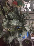 Live English Ivy Cuttings with Roots - 10 Pack Hedera helix - Ready to Plant