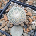 Mammillaria Microthele Bare Root Cactus - Unique Succulent Plant