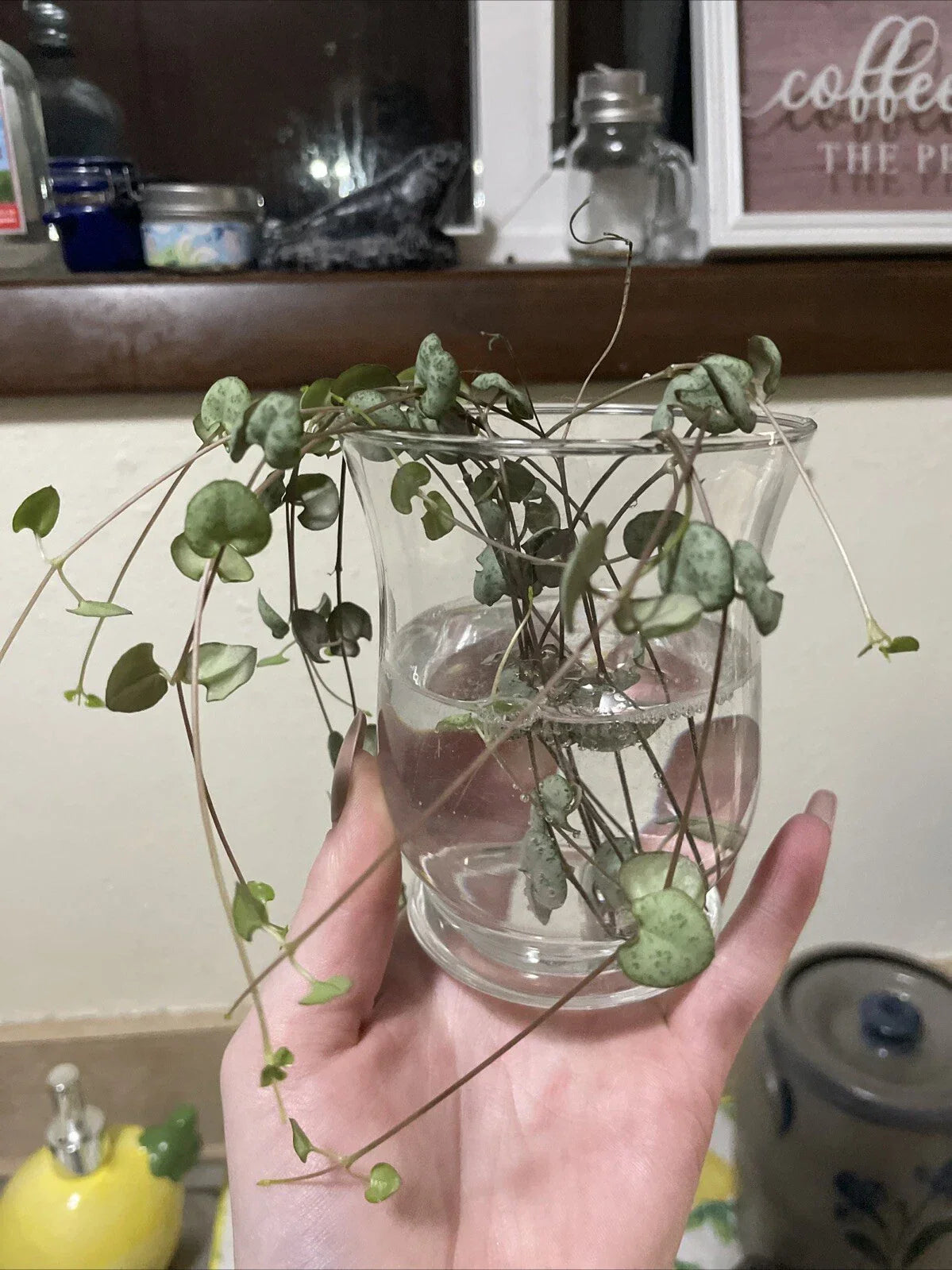 String of Hearts Cuttings 6" - Propagated & Rooted Ceropegia woodii for Planting