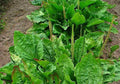 100+ Broadleaf Plantain Seeds Pack | Plantago major Heirloom Garden Seeds for Natural Remedies