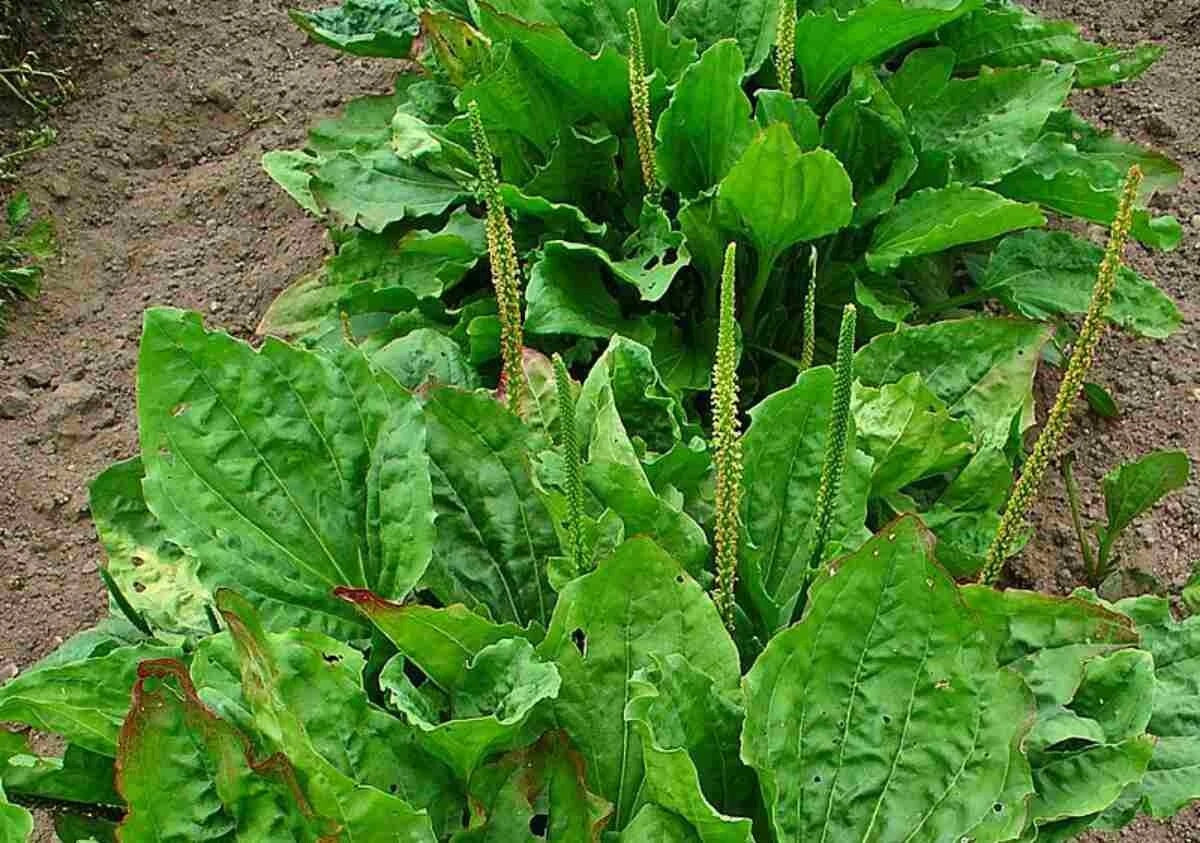100+ Broadleaf Plantain Seeds Pack | Plantago major Heirloom Garden Seeds for Natural Remedies