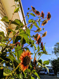 Sunflower Seeds - Velvet Queen 20 Pack - Helianthus annuus - Vibrant Burgundy Blooms for Gardens & Bouquets