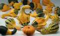 Winged Gourd Squash Seeds - 25+ Pack, Cucurbita ficifolia, Heirloom, Non-GMO, Climbing Vine for Garden Planting