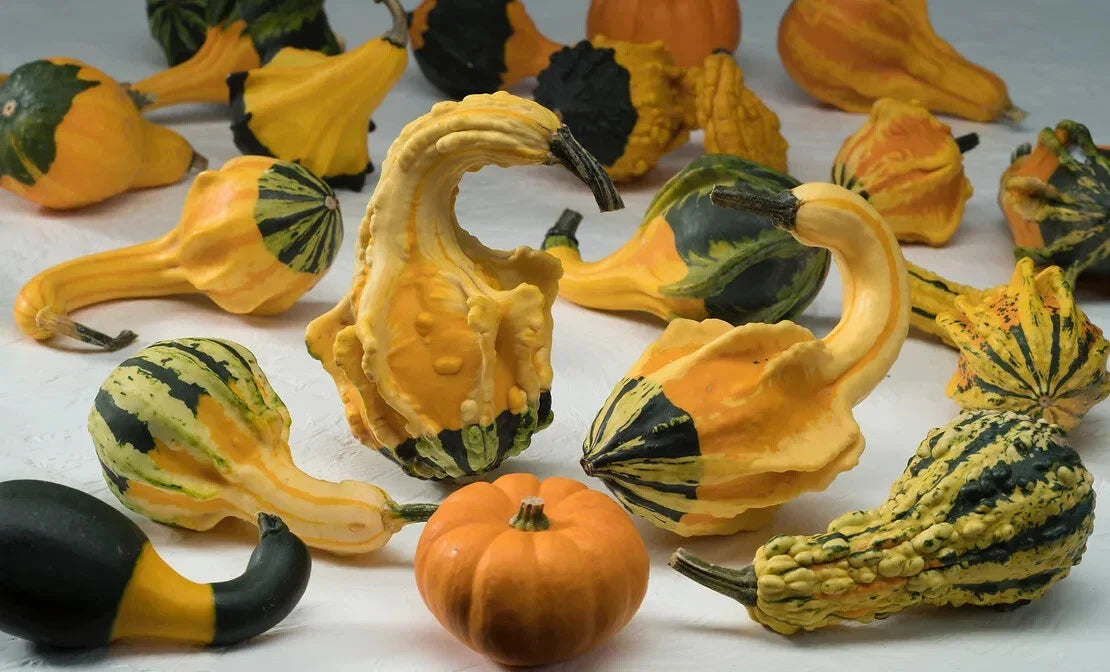 Winged Gourd Squash Seeds - 25+ Pack, Cucurbita ficifolia, Heirloom, Non-GMO, Climbing Vine for Garden Planting