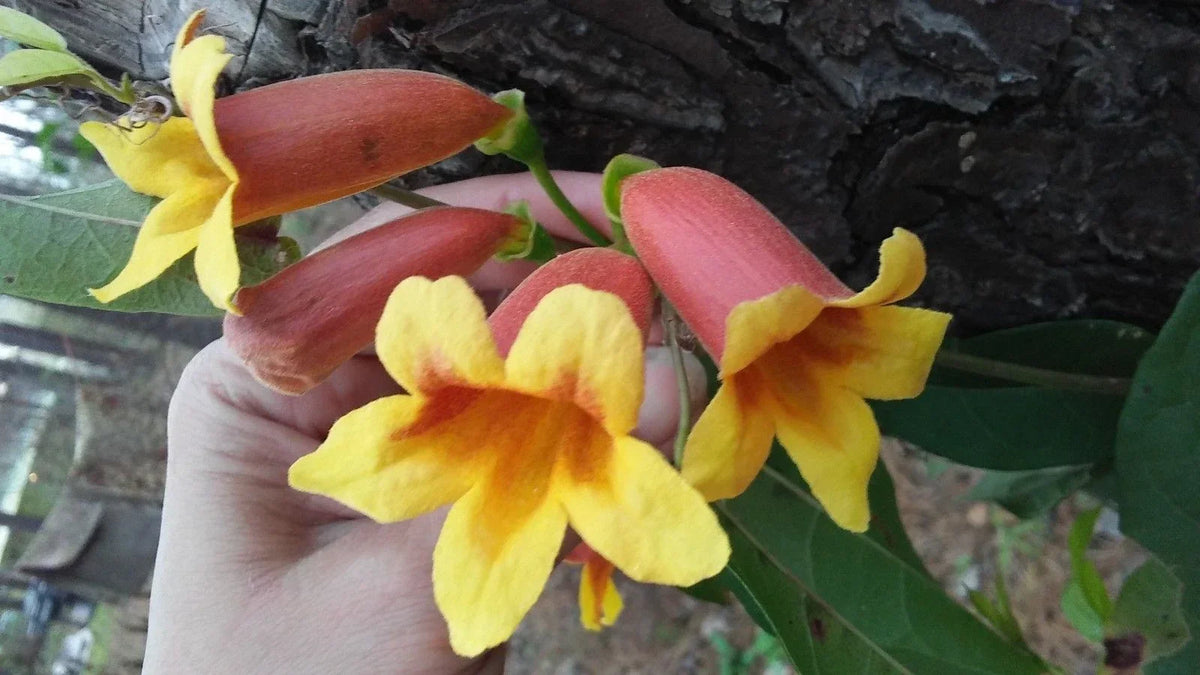 Cross Vine Plants 2-Pack Tangerine Beauty Climbing Vines with Yellow Red-Orange Trumpet Flowers Bignonia capreolata