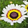 Chrysanthemum Seeds - 200+ Tri-Color Painted Daisy for Garden & Patio Containers - Annual Chrysanthemum carinatum