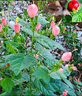 Organic Pink Turk's Cap Seeds, Hibiscus moscheutos, Sleeping Hibiscus Flowers, Perennial, Full Sun, 7+ Seeds