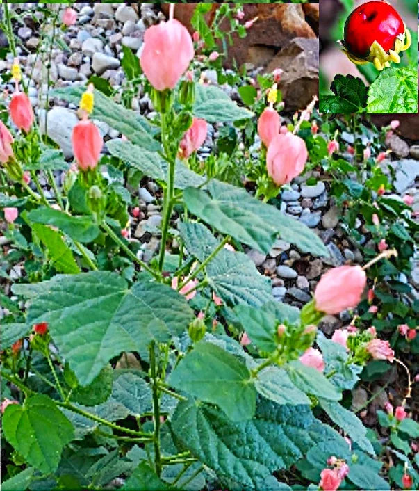 Organic Pink Turk's Cap Seeds, Hibiscus moscheutos, Sleeping Hibiscus Flowers, Perennial, Full Sun, 7+ Seeds