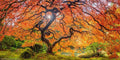 Sugar Maple Seeds 50 Pack Acer saccharum Deciduous Tree for Planting, Fall Foliage, Shade, Landscaping