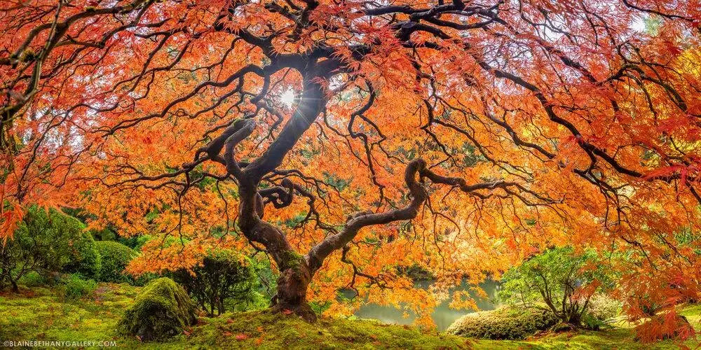 Sugar Maple Seeds 50 Pack Acer saccharum Deciduous Tree for Planting, Fall Foliage, Shade, Landscaping