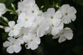 White Phlox Flower Seeds - Pack of 50, Phlox Drummondii, Garden Annuals for Vibrant White Blooms