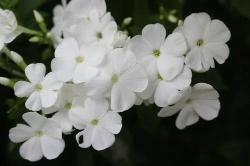 White Phlox Flower Seeds - Pack of 50, Phlox Drummondii, Garden Annuals for Vibrant White Blooms