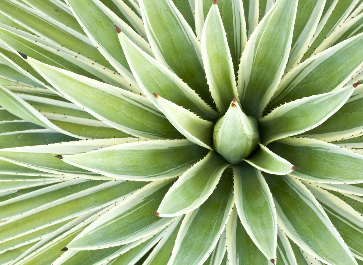 Agave Seed Mix - 50 Seeds - Varied Agave Species for Gardening - Drought-Resistant Succulents - Agave spp.