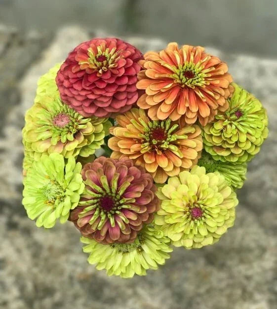 Queen Lime Mix Zinnia Seeds – 100+ Pack for Garden, Bright Lime Green & Pink Blooms, Zinnia elegans, Easy to Grow, USA Grown