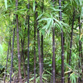 Black Bamboo Seeds - 52+ Cold Resistant Phyllostachys nigra for Garden Decoration and Privacy Screens
