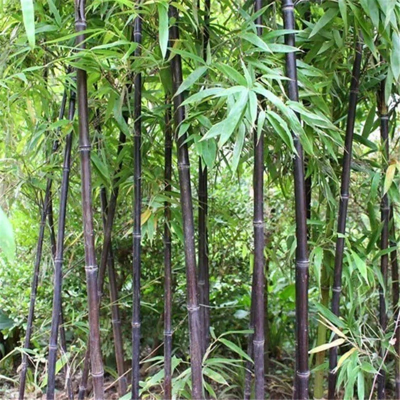 Black Bamboo Seeds - 52+ Cold Resistant Phyllostachys nigra for Garden Decoration and Privacy Screens