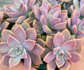 Pink Graptopetalum Paraguayense Ghost Plant - 3" Succulent for Indoor Outdoor Gardens
