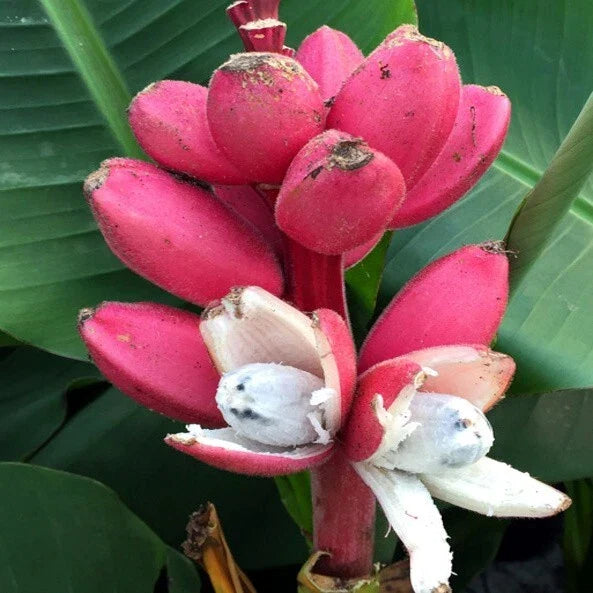 Pink Dwarf Banana Tree Seeds - Musa velutina, Rare, Fast-Growing, Zone 7b, Tropical Fruit Plant, Compact, Indoor & Outdoor