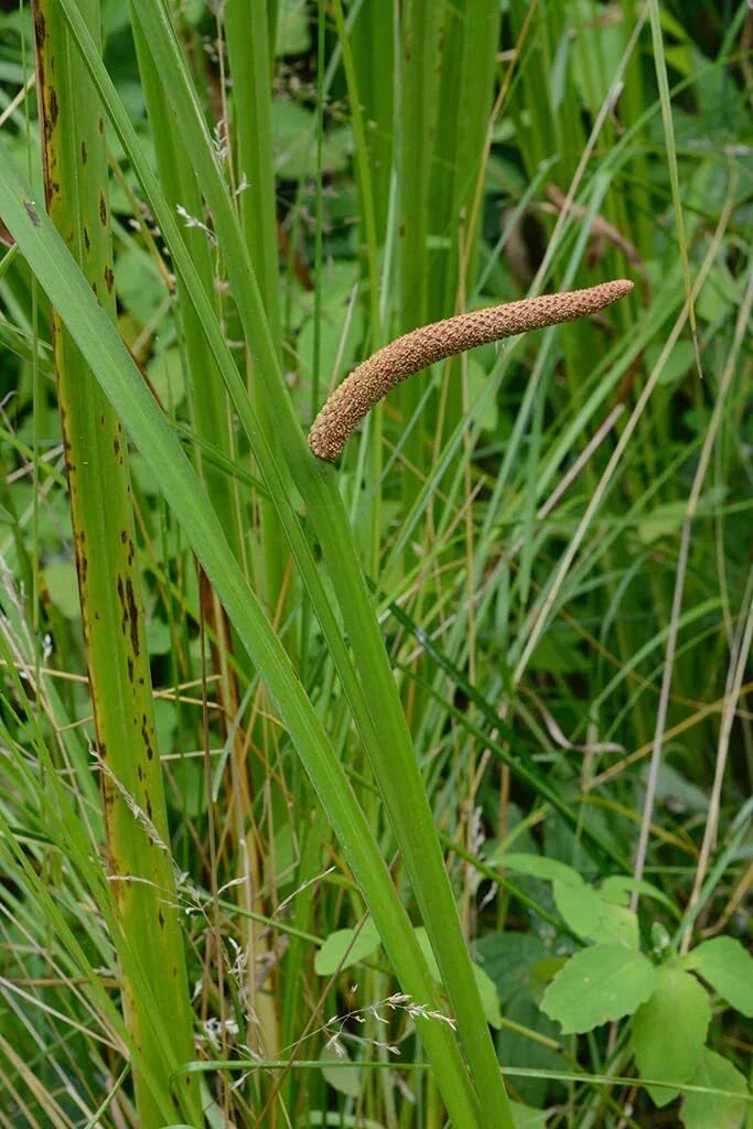 Sweet Flag Seeds for Planting - Acorus americanus Native Wetland Perennial Seeds, 50 Count