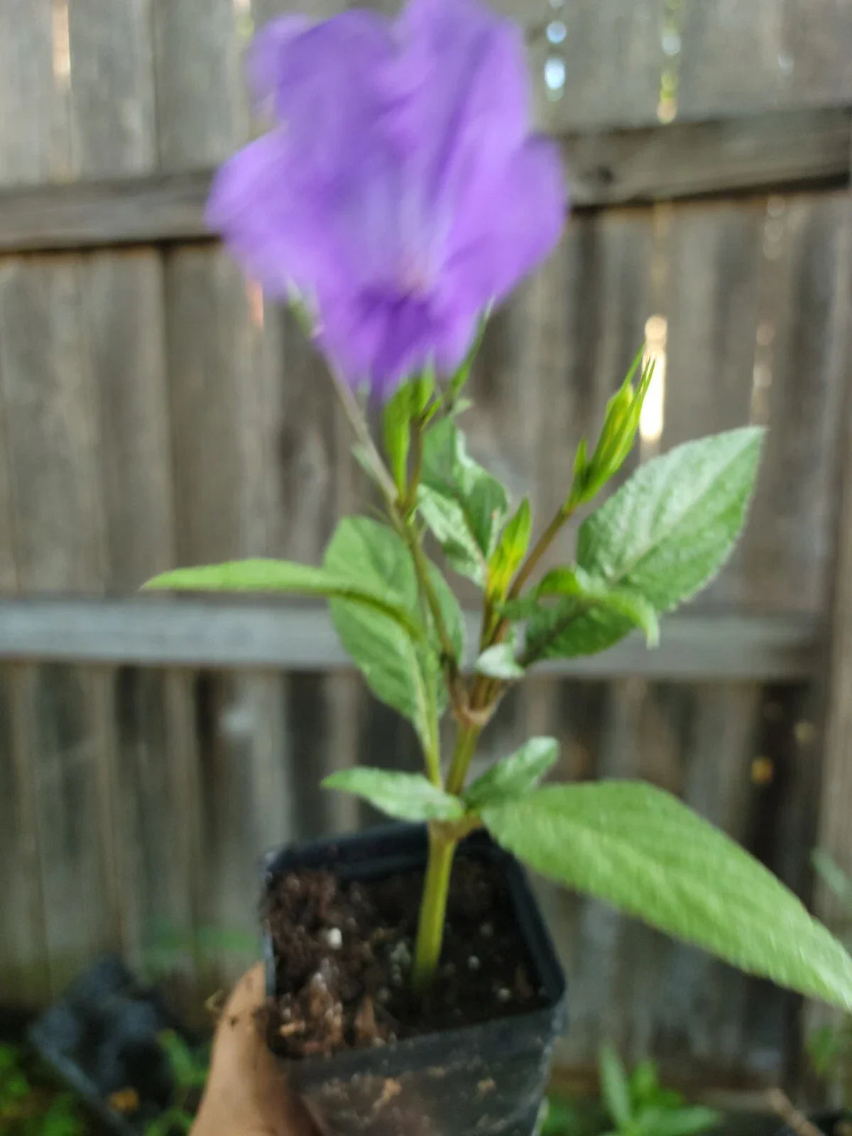 Purple Mexican Petunia Live Plant in 2-Inch Pot, Ruellia Tweediana 'Purple Showers' Perennial Garden Flower