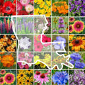 Wildflower Seed Mix - Louisiana Native Perennial & Annual - 1000 Non-GMO Seeds for Pollinator Gardens
