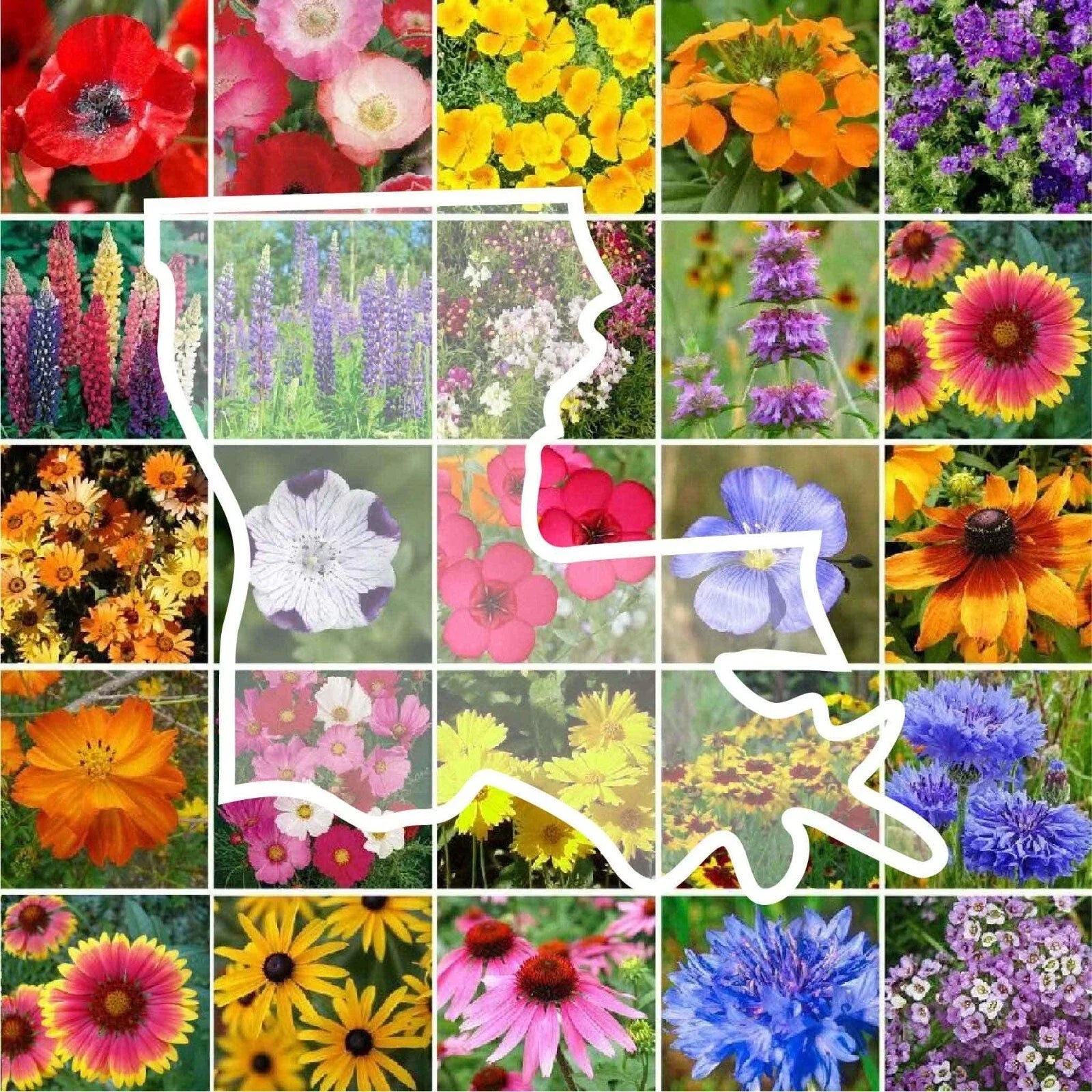Wildflower Seed Mix - Louisiana Native Perennial & Annual - 1000 Non-GMO Seeds for Pollinator Gardens
