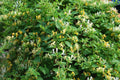 Honeysuckle Vine Live Starter Plant – Lonicera spp. – Fragrant Climbing Vine, Easy Care, Freshly Dug, 6+ Inches