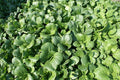 Tat Soi Chinese Cabbage Seeds - 1000 Count, Brassica rapa subsp. narinosa, Leafy Green Vegetable for Home Gardening