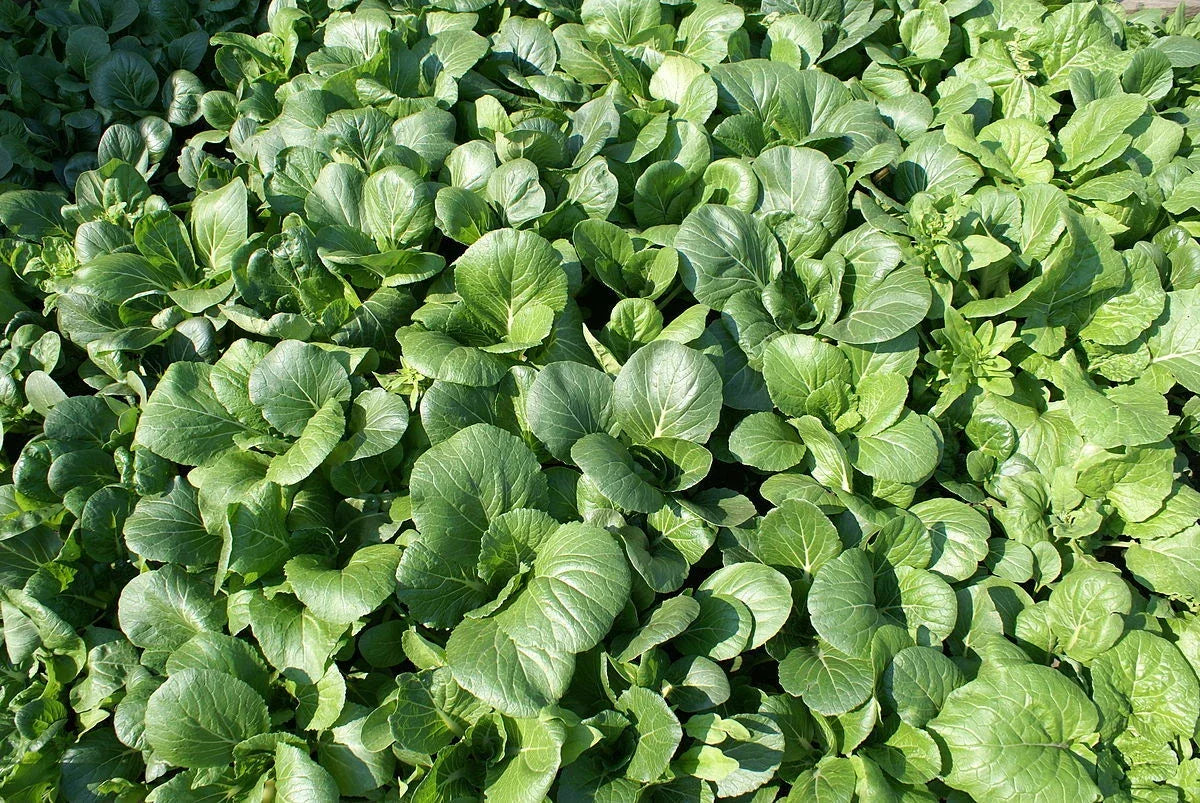 Tat Soi Chinese Cabbage Seeds - 1000 Count, Brassica rapa subsp. narinosa, Leafy Green Vegetable for Home Gardening