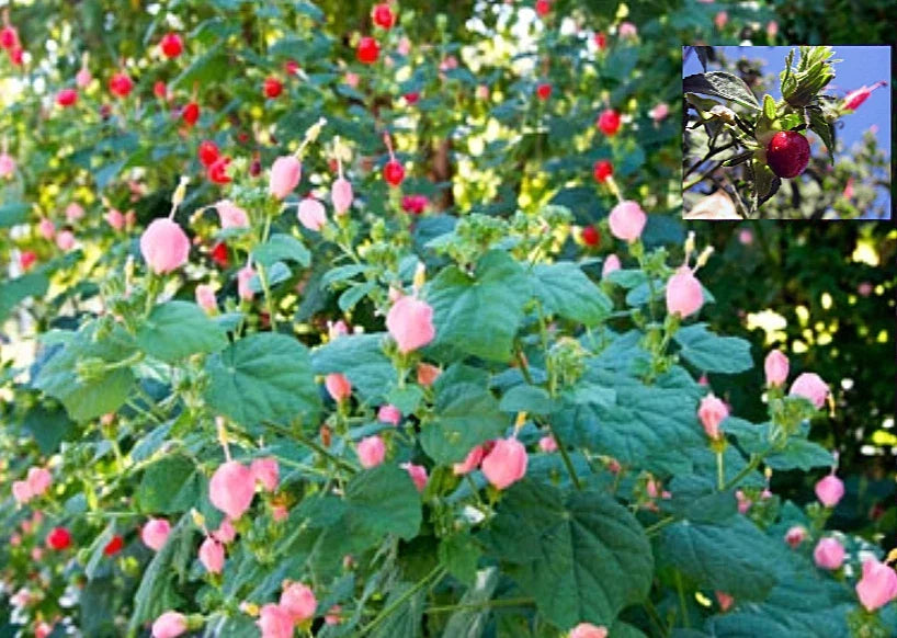 Turk's Cap Seeds - Organic Pink & Red Hibiscus moscheutos - Perennial Flower Seeds for Garden, Borders, Containers