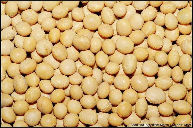 White Soybean Seeds - Pack of 22 - Glycine max - Non-GMO, High Germination, Full Sun, Bushy Annual Legume for Gardening