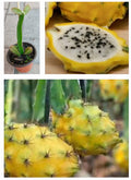 Rooted Yellow Dragon Fruit Plant in Pot | Hylocereus megalanthus | Live Climbing Vine for Indoor Outdoor Gardening